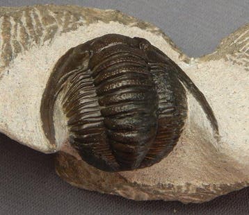 Fossiles - Squelette fossile - Cornuproetus cornutus - 3.5, Collections