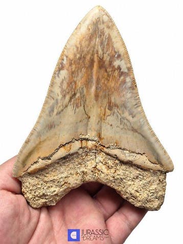 Edelsteenkwaliteits, grote Megalodon-tand van 13,4 cm uit, Verzamelen