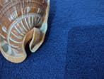 Conque Coquillage marin - Cypraecassis Rufa (Sans prix de, Antiek en Kunst