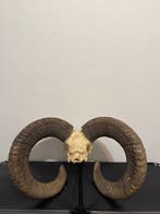 Mouflon Crâne avec bois de cerf - Muflone - 60 cm - 60 cm -