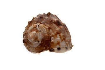 Donker patroon  GEM  Flammenhelmschnecke Taxidermie