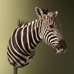 Zebra Taxidermie Opgezette Dieren By Max, Ophalen of Verzenden, Opgezet dier