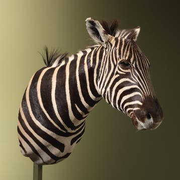 Zebra Taxidermie Opgezette Dieren By Max, Ophalen of Verzenden, Opgezet dier