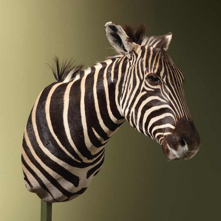 Zebra Taxidermie Opgezette Dieren By Max, Verzamelen, Dierenverzamelingen, Opgezet dier, Nieuw, Wild dier, Ophalen of Verzenden