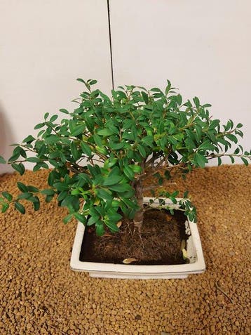 Japanese holly bonsai (Ilex crenata) - Hoogte (boom): 23 cm