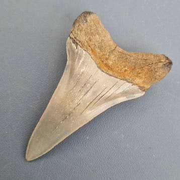 Haai - Fossiele tand - cosmopolitodus hastalis - 5.6 cm -