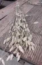 Phalaris Naturel B droogbloemen, Nieuw