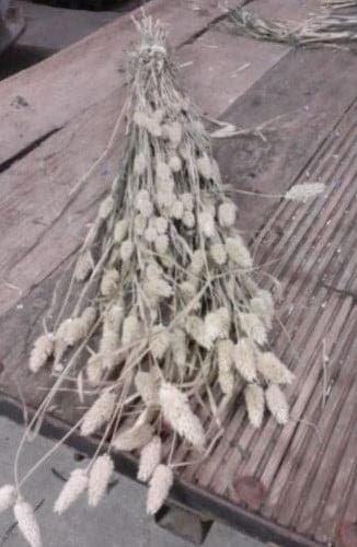 Phalaris Naturel B droogbloemen, Huis en Inrichting, Woonaccessoires | Kunstplanten en Kunstbloemen, Nieuw