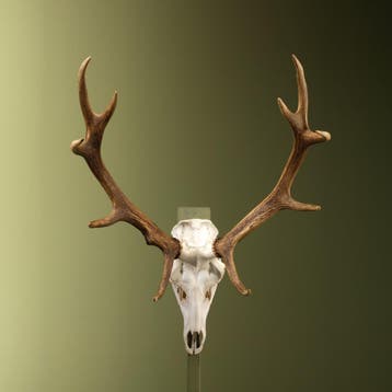 Edelhert Gewei Taxidermie Opgezette Dieren By Max, Ophalen of Verzenden, Opgezet dier