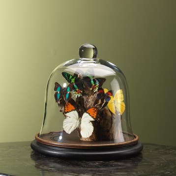 Vlinders in Stolp Taxidermie Opgezette Dieren By Max, Verzamelen, Ophalen of Verzenden, Nieuw, Insect, Opgezet dier