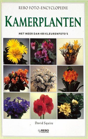Kamerplanten foto - Squire, Verzenden