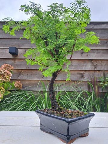 metasequoia bonsai in bonsaischaal - Hoogte (boom): 32 cm -