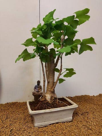Bonsaï Ginkgo (Ginkgo biloba) - Hauteur (arbre) : 37 cm -