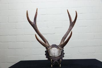 Sambar Deer Schedel met gewei - Cervus nippon - 21 cm - 43, Antiek en Kunst