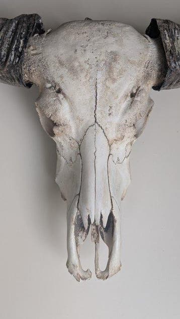 Koe Hoorns - Bovidae sp - 85 cm - 84 cm - 25 cm - (1)