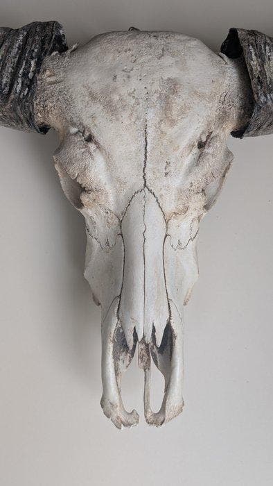 Koe Hoorns - Bovidae sp - 85 cm - 84 cm - 25 cm - (1), Antiek en Kunst, Curiosa en Brocante