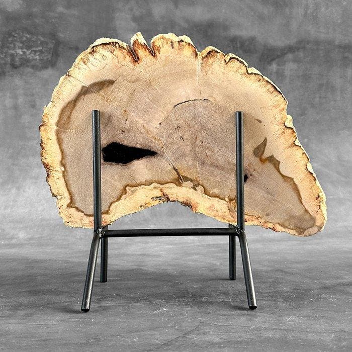 Prachtige snede van versteend hout op een op maat gemaakte, Antiquités & Art, Art | Objets design