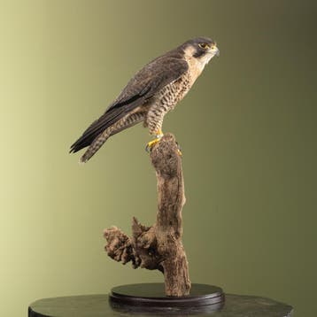 Slechtvalk Taxidermie Opgezette Dieren By Max, Ophalen of Verzenden, Nieuw, Vogel, Opgezet dier