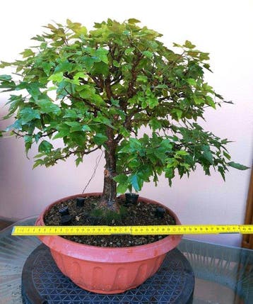 Drietand Esdoorn (Acer Buergerianum) - Hoogte (boom): 39 cm