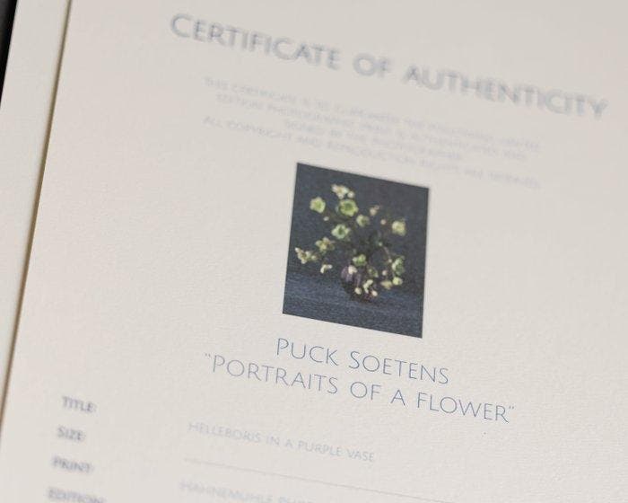 Puck Soetens - Helleborus in a purple vase #2, Antiek en Kunst, Kunst | Designobjecten