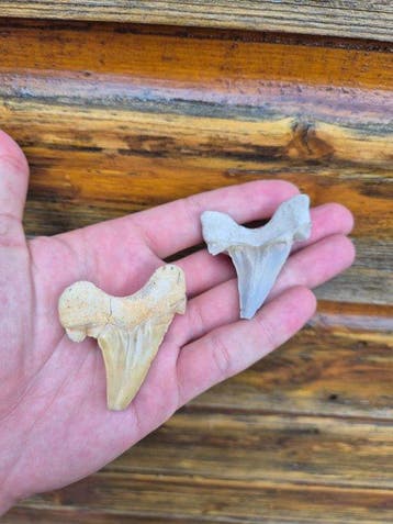Requin - Dent fossile - Otodus Obliquus (Sans prix de
