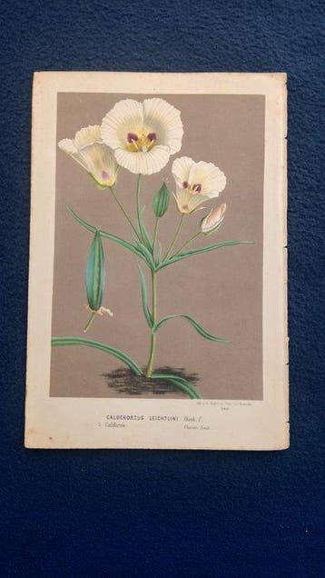 FLORE DES SERRES 21 Lot rare chromolithographs 1845-1888 -