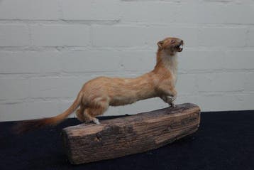 Common Weasel Schedel van een zoogdier - Mustela nivalis -, Verzamelen, Dierenverzamelingen, Nieuw
