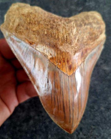 Megalodon - Fossiele tand - 13.7 cm - 11.4 cm