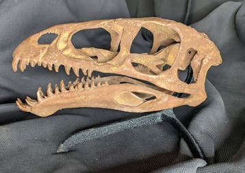 Fossiele schedel - Masiakasaurus knopfleri - Museum-Grade