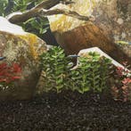 vidaXL Aquariumzand 25 kg 0,2-2 mm zwart, Dieren en Toebehoren, Verzenden, Nieuw