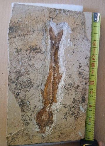 Vis - Gefossiliseerd dier - Dastilbe elongatus - 18 cm - 10, Verzamelen
