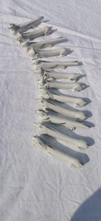 Messensteun (12) - Rare lot de 12 porte-couteaux animaliers