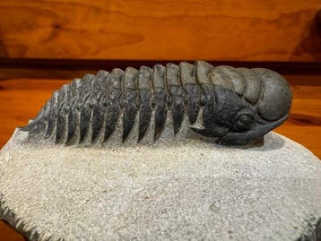 Trilobiet - Gefossiliseerd dier - 9 cm (Zonder minimumprijs)