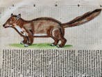 Conrad Gesner - Icones animalium quadrupedum uiuiparorum et