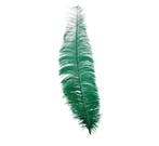 Groene Struisvogelveren 40cm 12st, Verzenden, Nieuw