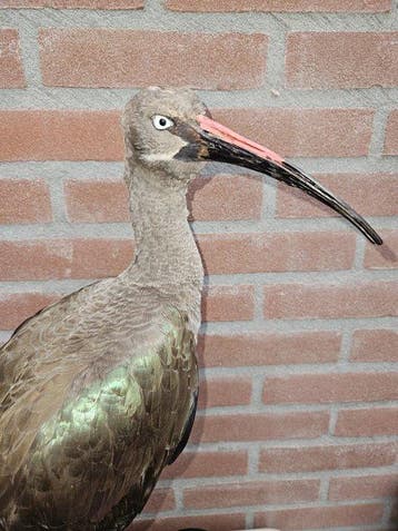 Hadada Ibis Taxidermie volledige montage - Bostrychia, Verzamelen, Dierenverzamelingen, Nieuw