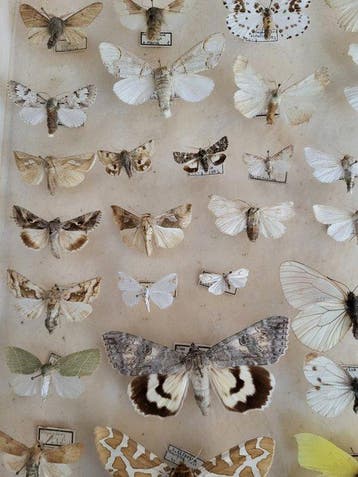 Vlinder Taxidermie volledige montage - Lepidoptera - 6 cm -
