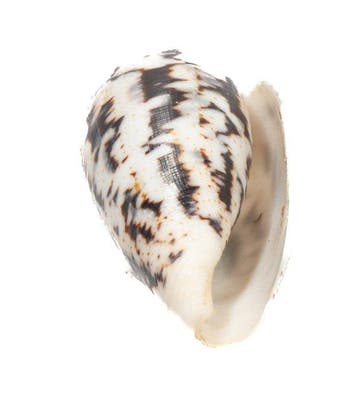 Reus van zijn soort: Conus magus (61 mm) uit de Filipijnen, Antiek en Kunst
