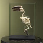Trompetneushoornvogel M Skelet, Ophalen of Verzenden, Nieuw, Vogel, Opgezet dier