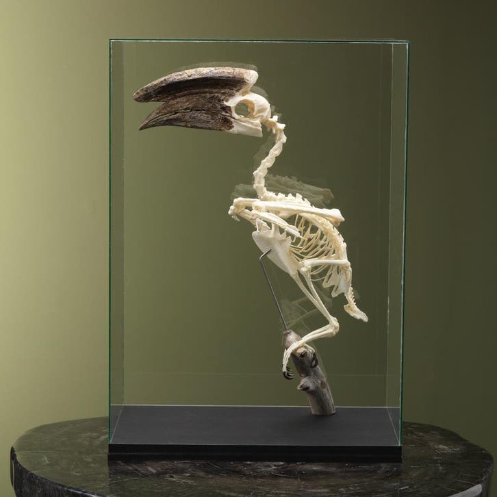 Trompetneushoornvogel M Skelet, Verzamelen, Dierenverzamelingen, Opgezet dier, Nieuw, Vogel, Ophalen of Verzenden