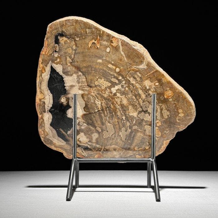 Magnifique tranche de bois pétrifié sur un socle, Antiquités & Art, Art | Objets design