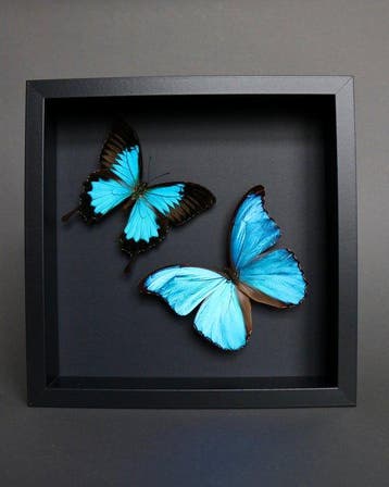 Vlinder Taxidermie volledige montage - Morpho didius x