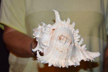 Zeeslak Zeeschelp - M-518 CHICOREUS RAMOSUS (Zonder