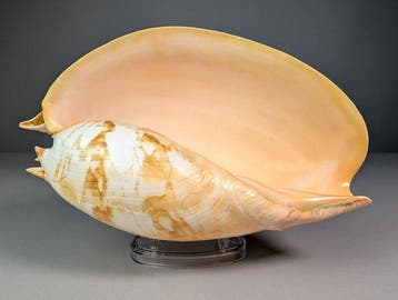 Zware Baler zeeslak-schelp - Zeeschelp - Melo umbilicatus, Verzamelen, Nieuw