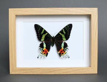 Vlinder Taxidermie volledige montage - Urania ripheus - 13