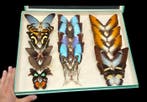 World magic butterflies ex French Mr Amédro Collection