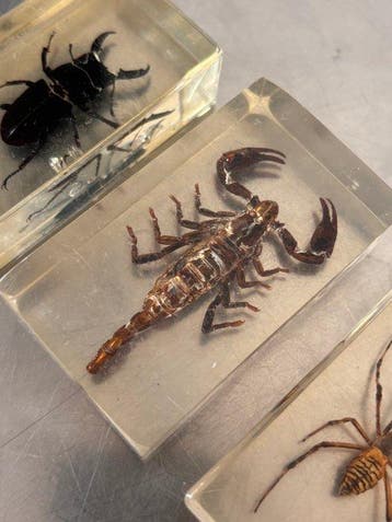 Collectie met dierenthema - Insecten - Educational, Antiek en Kunst