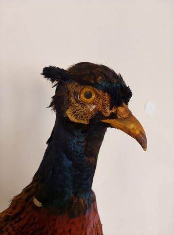 Fazant Taxidermie volledige montage - Phasianus colchius -