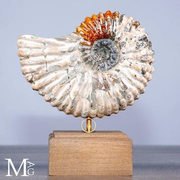 Fossile dammonite Douvilleiceras sur socle – Objet de