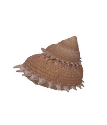 Stekelige sternsnekel: Astraea spec. erectospinosa (39 mm) –, Nieuw